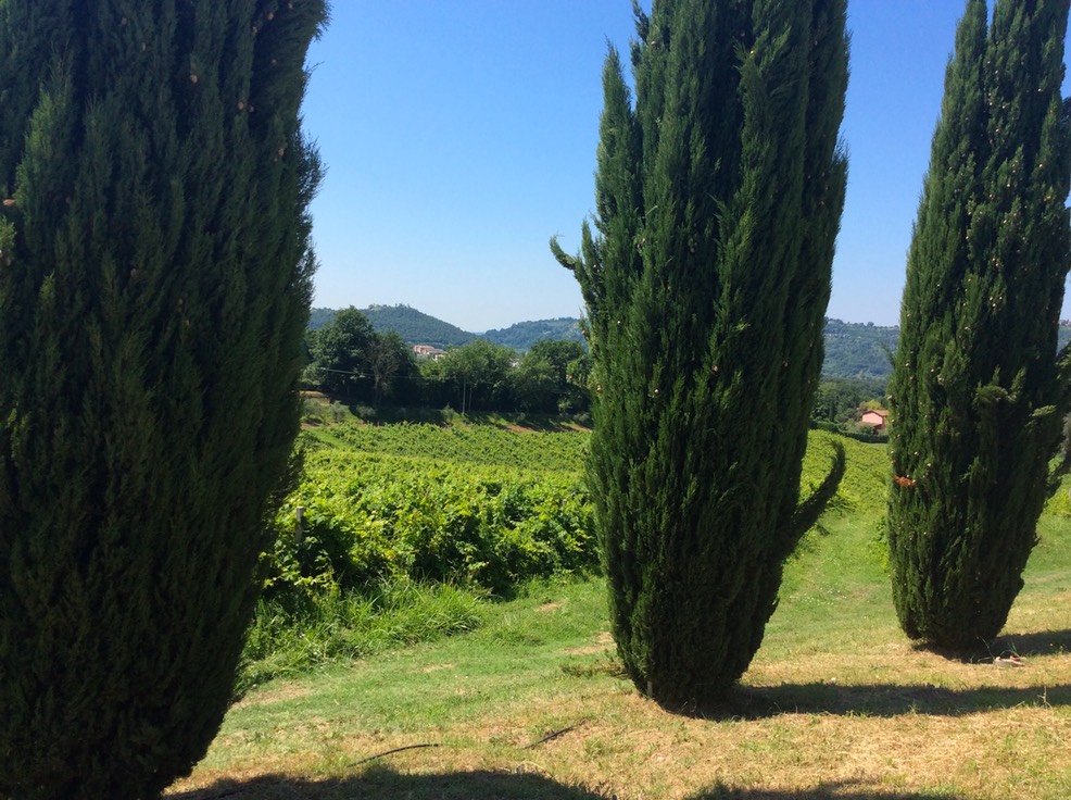 Rome wine Tours day trip