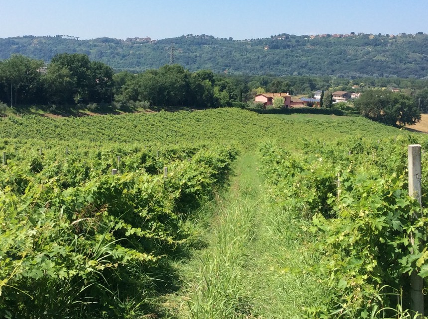 Tour de Bodegas cerca de Roma